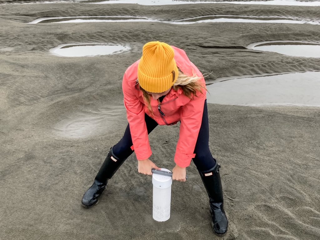 Author digging razor clams with a razor clam gun at the beach.