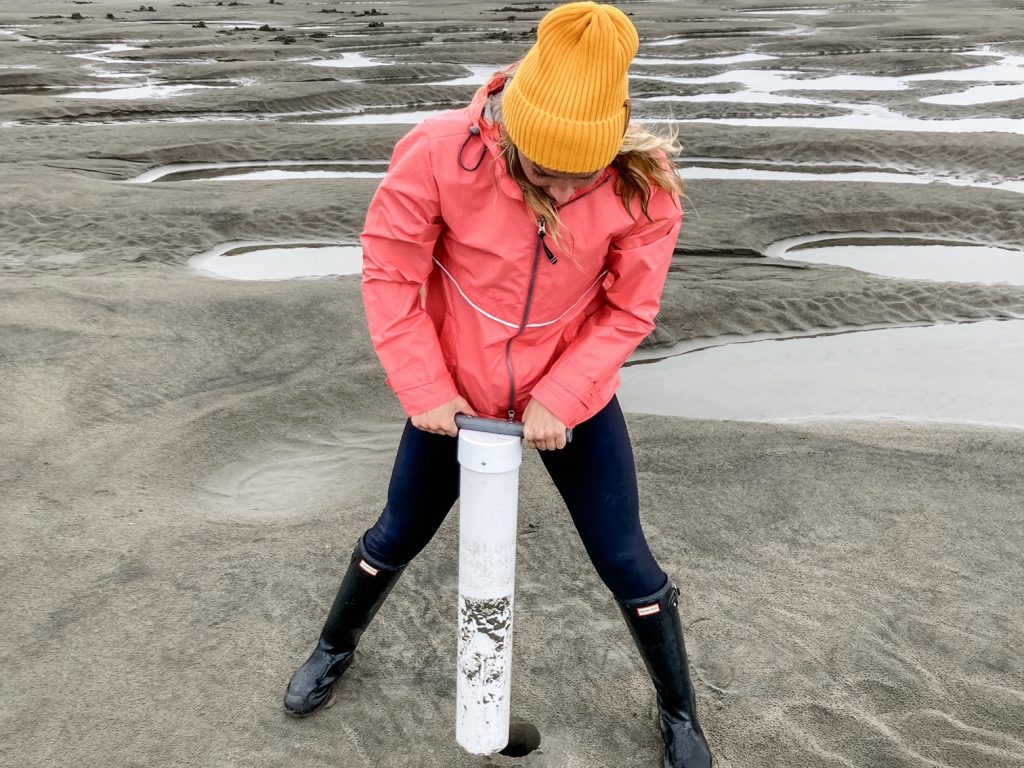 Author pulling PVC clam gun out of the sand while digging for razor clams.