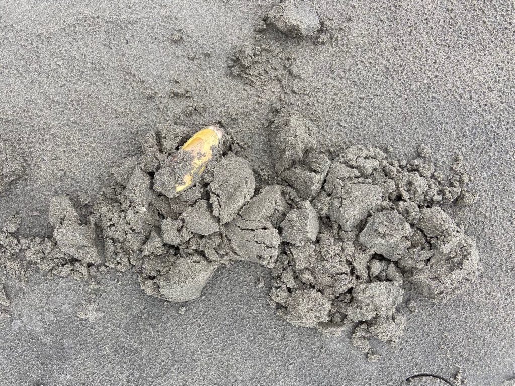 A razor clam partially buried in a pile of sand.