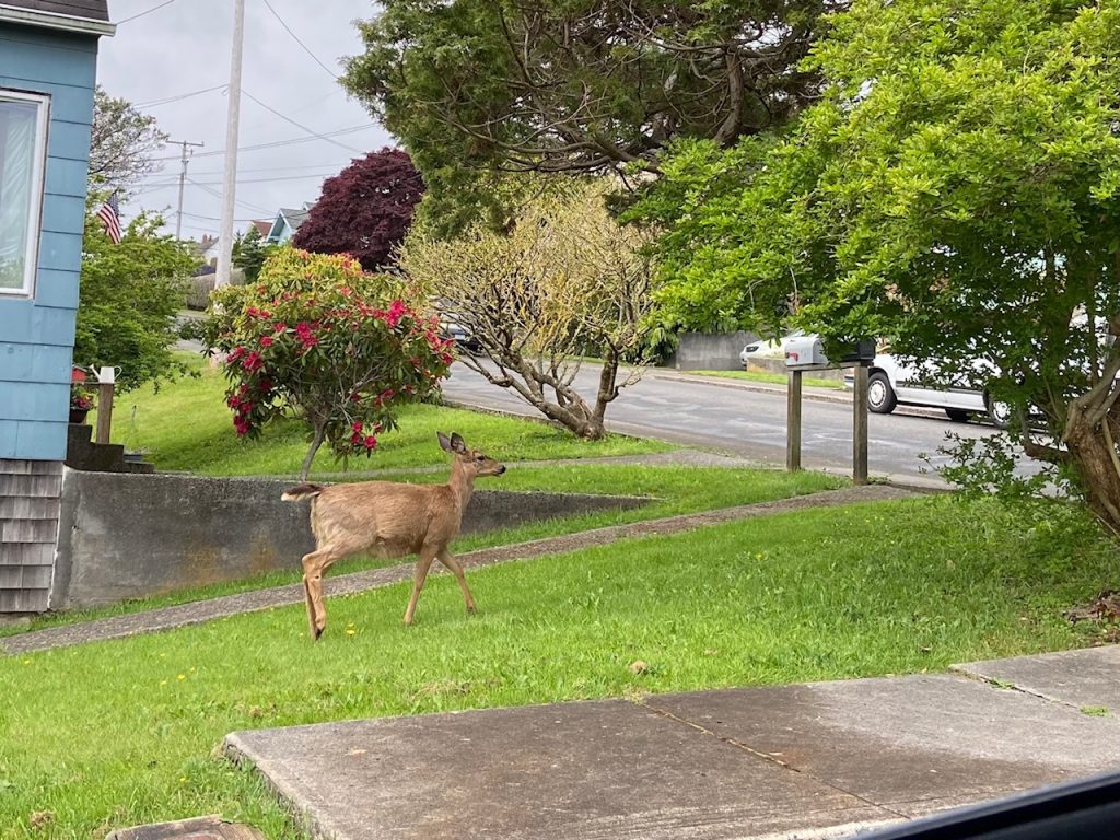 female-deer-walking-through-yard