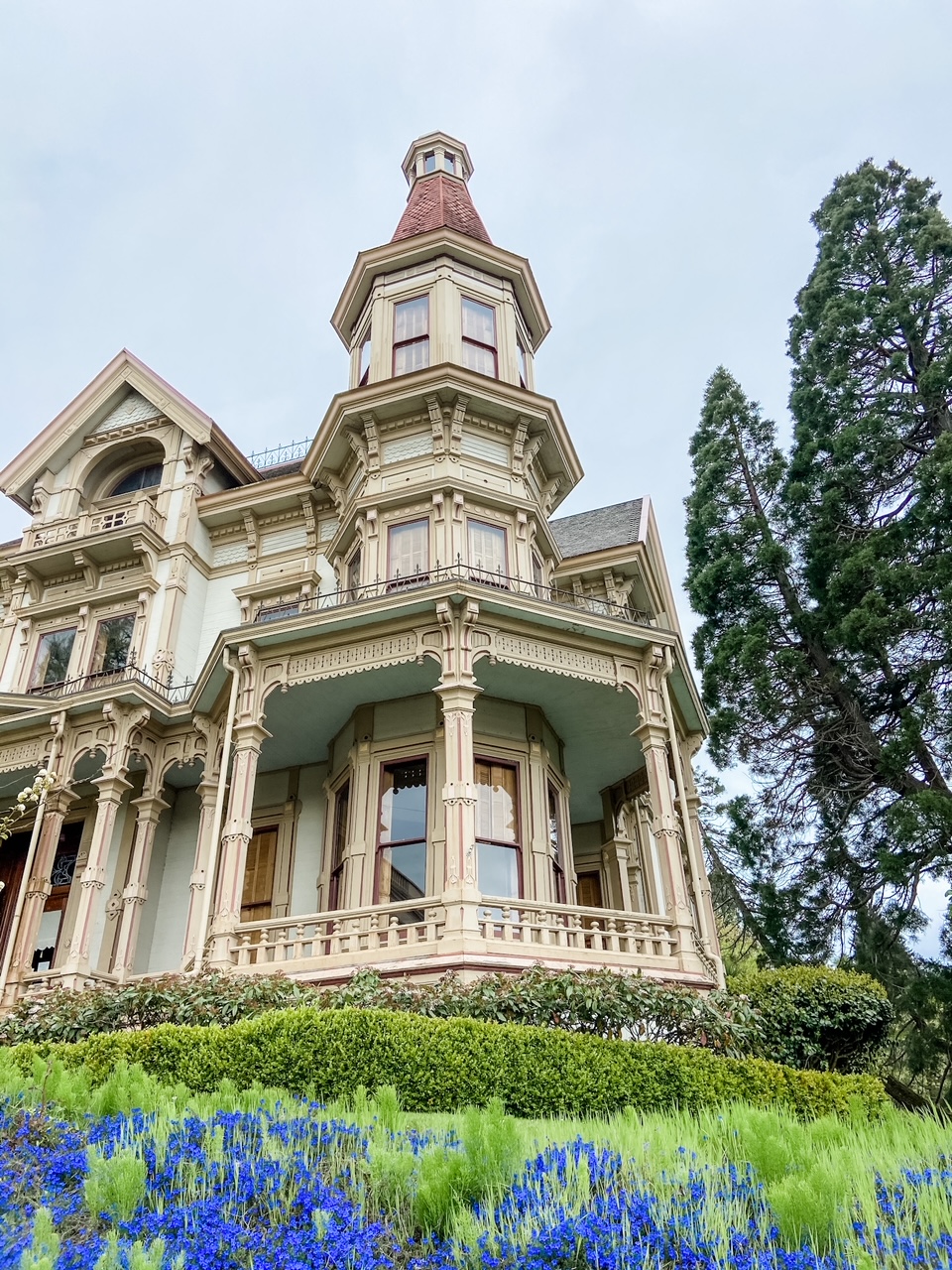 Photo of the Flavel House Museum, a restored Victorian mansion with tall evergreens and pink rhododendron, a must see when visiting Astoria, Oregon.