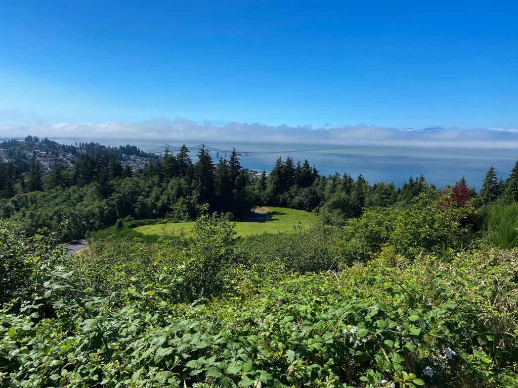 Pine trees and foliage next to the Columbia River, with the Astoria-Megler Bridge peeking out in the background.