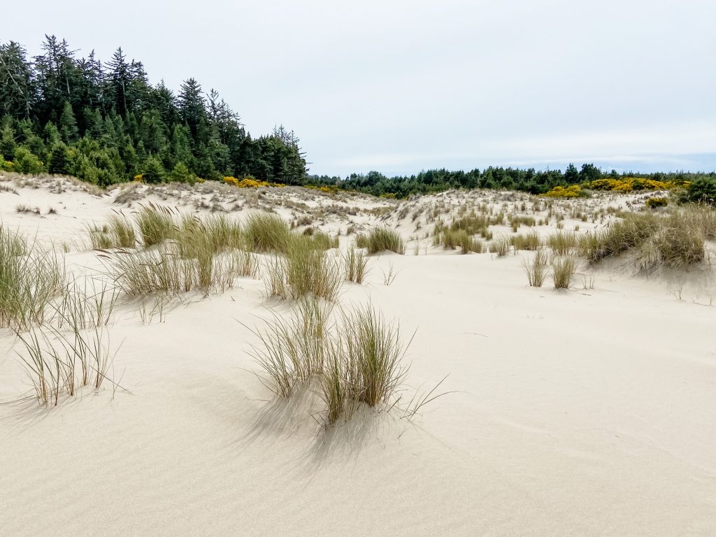 Sand dunes covered in beach grass stand against a background of yellow wildflowers and tall evergreen trees.