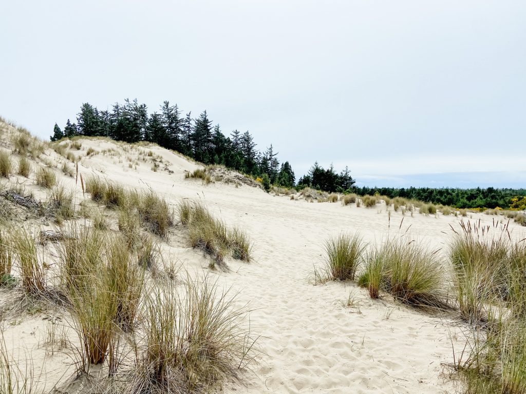 Oregon Coast sand dunes covered in beach grass in the foreground, against a line of evergreen trees in the background.