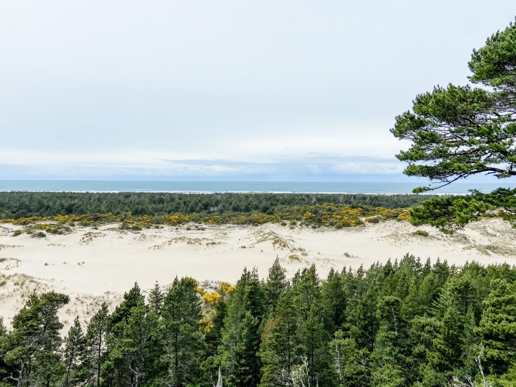 Pine trees and blooming yellow wildflowers line the sand dunes, right next to the glimmering Pacific Ocean.