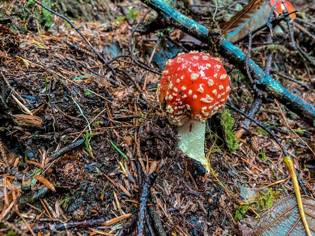Red mushroom at Indian Beach in Ecola State Park.