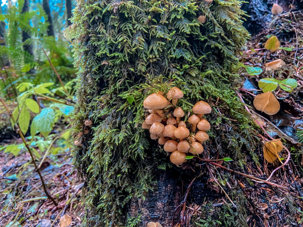 Mushrooms at Indian Beach in Ecola State Park.