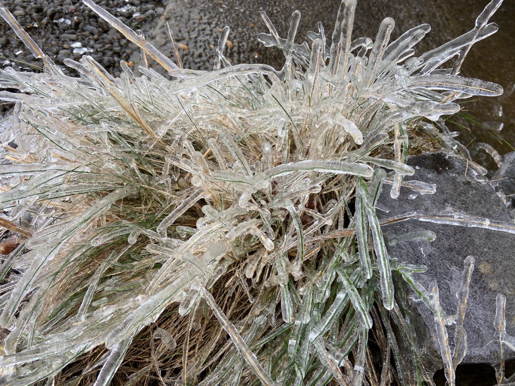 Ice covered grass in winter.