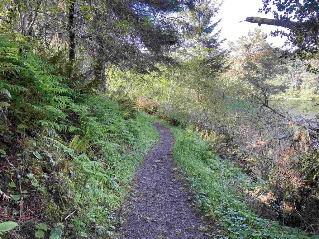 Fern-lined trail along the Coffenbury Lake loop trail in Fort Stevens State Park in Oregon.