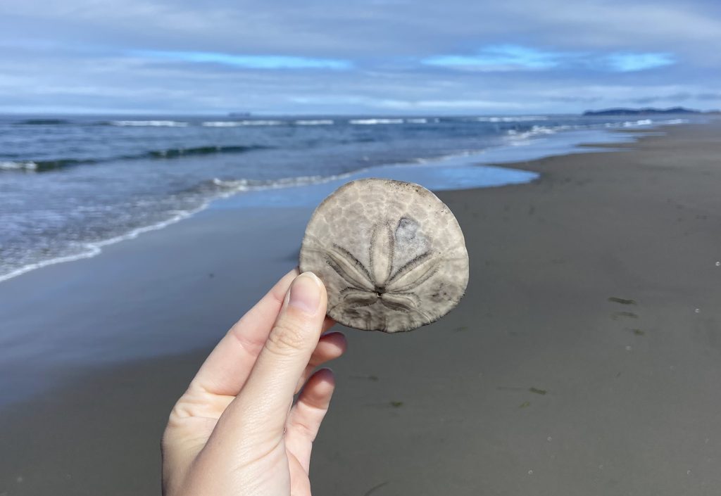 Hand holding a sand dollar in the foreground, with dark sand and the Pacific Ocean in the background.