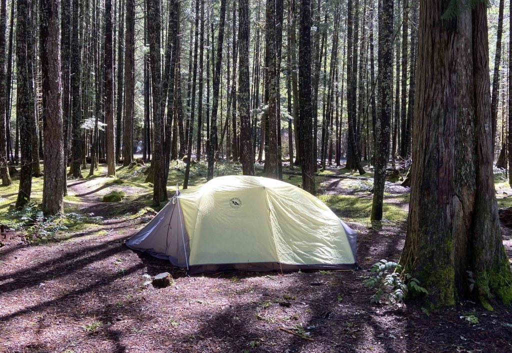 Two person tent in a campsite surrounded by tall evergreen trees.